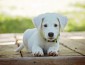 puppy-1903313_640