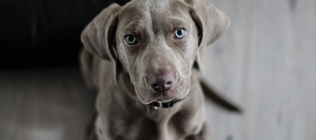 weimaraner-1381186_1280