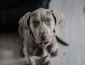 weimaraner-1381186_1280